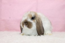 画像2: 【堺店】ホーランドロップ　女の子　ブロークントート　35000円(税込) (2)