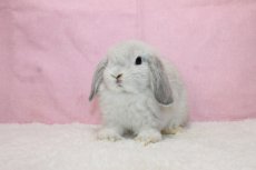 画像2: 【北大阪店】ホーランドロップ　男の子　フロスティ　35000円(税込) (2)
