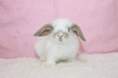 画像3: 【堺店】ホーランドロップ　女の子　ブロークンクリーム　35000円(税込) (3)