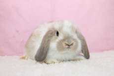 画像1: 【北大阪店】ホーランドロップ　女の子　ブロークンクリーム　35000円(税込) (1)