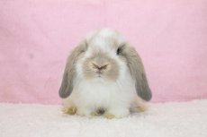 画像3: 【北大阪店】ホーランドロップ　女の子　ブロークンクリーム　35000円(税込) (3)