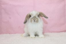 画像3: 【堺店】ホーランドロップ　男の子　ブロークンクリーム　35000円(税込) (3)