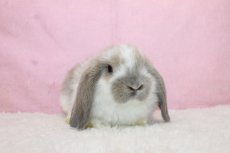 画像1: 【北大阪店】ホーランドロップ　男の子　ブロークンブルートート　35000円(税込) (1)