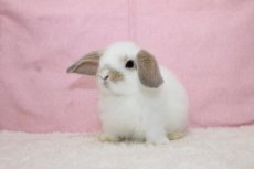 画像2: 【堺店】ホーランドロップ　女の子　ブロークンクリーム　35000円(税込) (2)