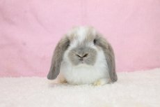 画像3: 【北大阪店】ホーランドロップ　男の子　ブロークンブルートート　35000円(税込) (3)