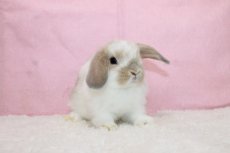 画像1: 【堺店】ホーランドロップ　男の子　ブロークンクリーム　35000円(税込) (1)