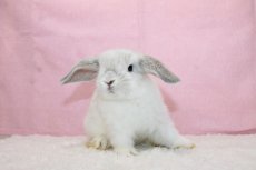 画像1: 【堺店】ホーランドロップ　男の子　ブロークンフロスティ　35000円(税込) (1)