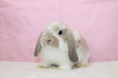 画像2: 【北大阪店】ホーランドロップ　女の子　ブロークンクリーム　35000円(税込) (2)