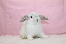 画像2: 【堺店】ホーランドロップ　男の子　ブロークンフロスティ　35000円(税込) (2)
