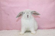画像3: 【堺店】ホーランドロップ　男の子　ブロークンフロスティ　35000円(税込) (3)