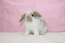 画像2: 【堺店】ホーランドロップ　男の子　ブロークンクリーム　35000円(税込) (2)