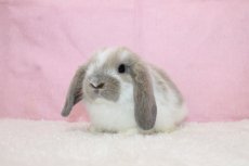 画像2: 【北大阪店】ホーランドロップ　男の子　ブロークンブルートート　35000円(税込) (2)