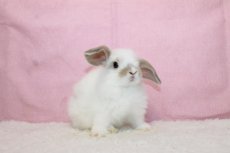画像1: 【堺店】ホーランドロップ　女の子　ブロークンクリーム　35000円(税込) (1)