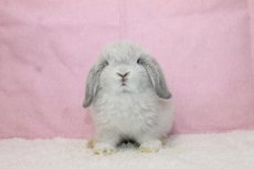 画像3: 【北大阪店】ホーランドロップ　男の子　フロスティ　35000円(税込) (3)
