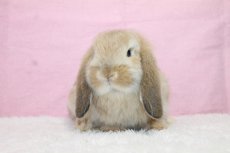 画像3: 【北大阪店】ホーランドロップ　男の子　オレンジ　35000円(税込) (3)