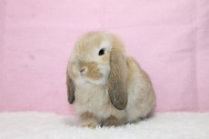 画像2: 【北大阪店】ホーランドロップ　男の子　オレンジ　35000円(税込) (2)