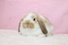 画像2: 【北大阪店】ホーランドロップ　女の子　ブロークンオレンジ　35000円(税込) (2)