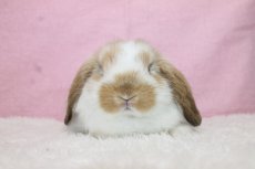 画像3: 【北大阪店】ホーランドロップ　女の子　ブロークンオレンジ　35000円(税込) (3)