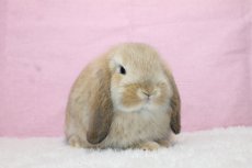 画像1: 【北大阪店】ホーランドロップ　男の子　オレンジ　35000円(税込) (1)