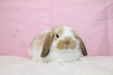 画像1: 【北大阪店】ホーランドロップ　女の子　ブロークンオレンジ　35000円(税込) (1)