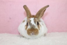 画像3: 【堺店】ミニレッキス　男の子　ブロークンキャスター　35000円(税込) (3)