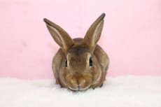 画像3: 【堺店】ミニレッキス　女の子　キャスター　35000円(税込) (3)