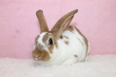 画像2: 【堺店】ミニレッキス　男の子　ブロークンキャスター　35000円(税込) (2)