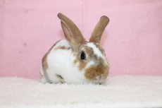 画像1: 【堺店】ミニレッキス　男の子　ブロークンキャスター　35000円(税込) (1)