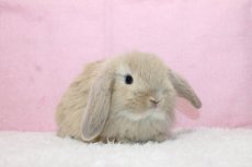 画像1: 【堺店】ホーランドロップ　女の子　クリーム　35000円(税込) (1)
