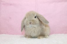 画像2: 【堺店】ホーランドロップ　女の子　クリーム　35000円(税込) (2)