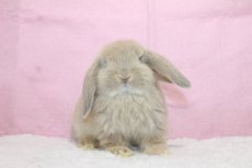 画像3: 【堺店】ホーランドロップ　女の子　クリーム　35000円(税込) (3)
