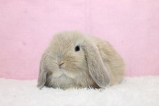 画像2: 【堺店】ホーランドロップ 男の子 クリーム 35000円(税込) (2)