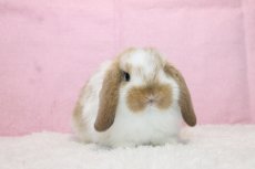 画像1: 【堺店】ホーランドロップ 男の子 ブロークンオレンジ 35000円(税込) (1)