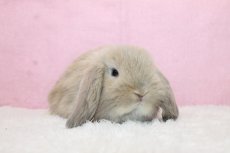 画像1: 【堺店】ホーランドロップ 男の子 クリーム 35000円(税込) (1)