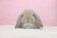 画像3: 【堺店】ホーランドロップ 男の子 クリーム 35000円(税込) (3)