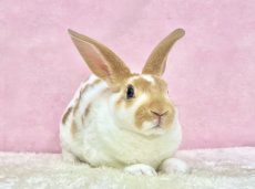 画像2: 【北大阪店】ミニレッキス　女の子　ブロークンレッド　30000円(税込) (2)