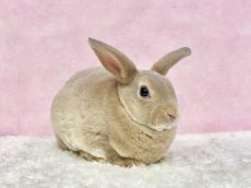 画像2: 【北大阪店】ミニレッキス　女の子　リンクス　30000円(税込) (2)