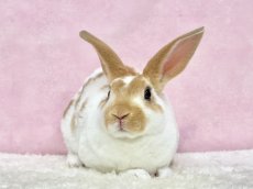 画像3: 【北大阪店】ミニレッキス　女の子　ブロークンレッド　30000円(税込) (3)