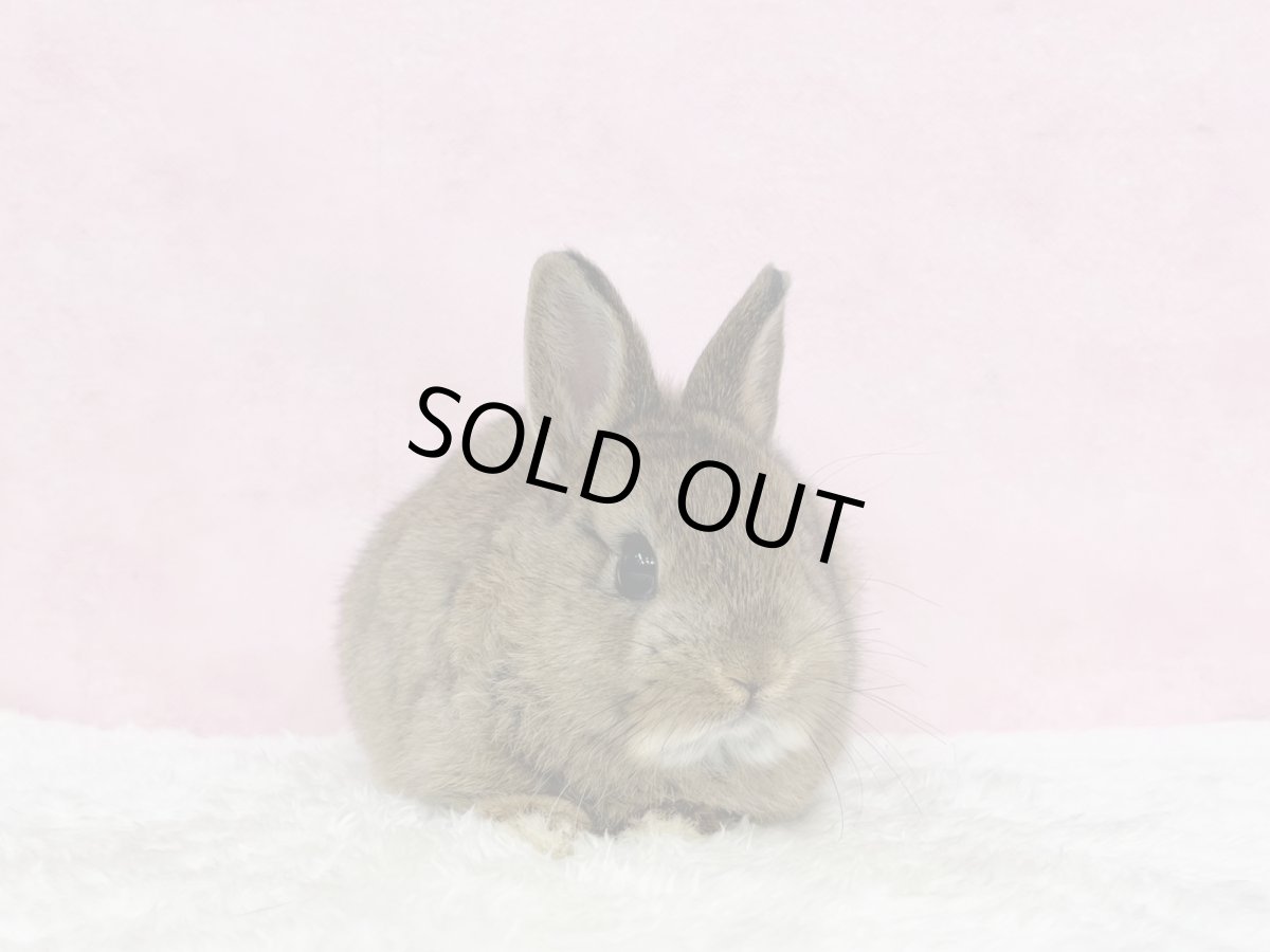 画像3: 【北大阪店】ネザーランドドワーフ　男の子　チェスナット　（新しいお家が決まりました） (3)