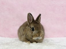 画像3: 【北大阪店】ネザーランドドワーフ　男の子　チェスナット　（新しいお家が決まりました） (3)