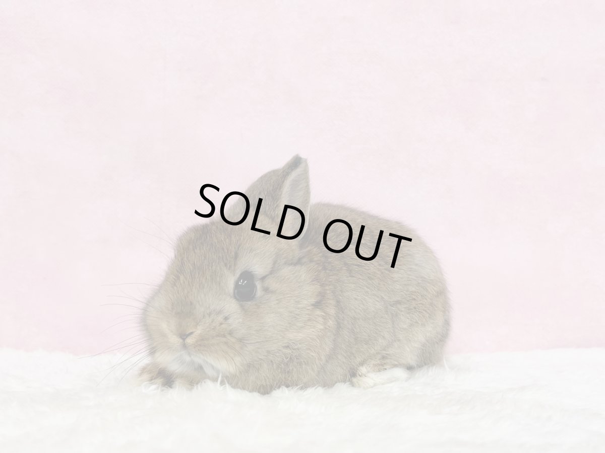 画像2: 【北大阪店】ネザーランドドワーフ　男の子　チェスナット　（新しいお家が決まりました） (2)