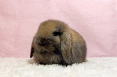 画像2: 【堺店】ホーランドロップ　女の子　トートイズシェル　30000円(税込) (2)