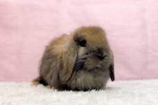 画像1: 【堺店】ホーランドロップ　女の子　トートイズシェル　30000円(税込) (1)