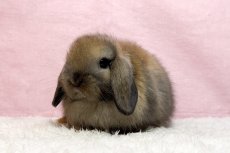 画像2: 【堺店】ホーランドロップ　男の子　トートイズシェル　30000円(税込) (2)