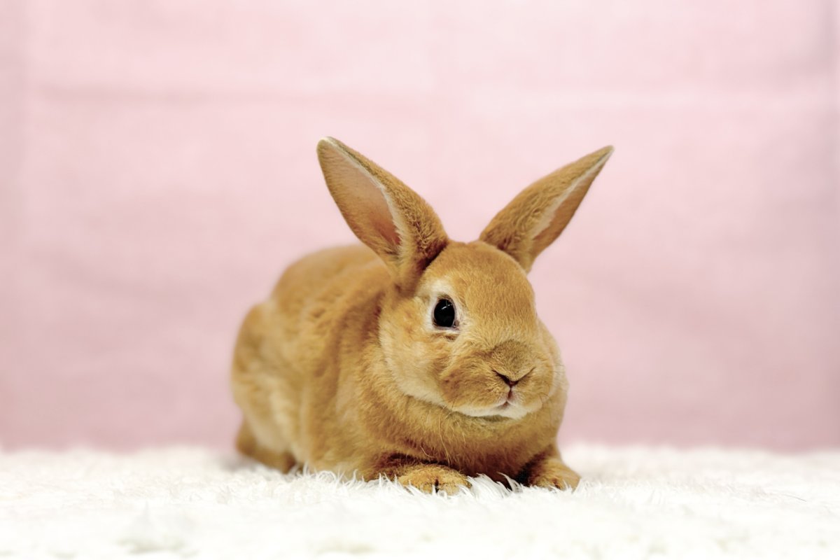 画像3: 【堺店】ミニレッキス　女の子　レッド　30000円(税込) (3)