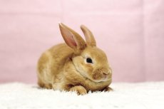 画像3: 【堺店】ミニレッキス　男の子　レッド　30000円(税込) (3)