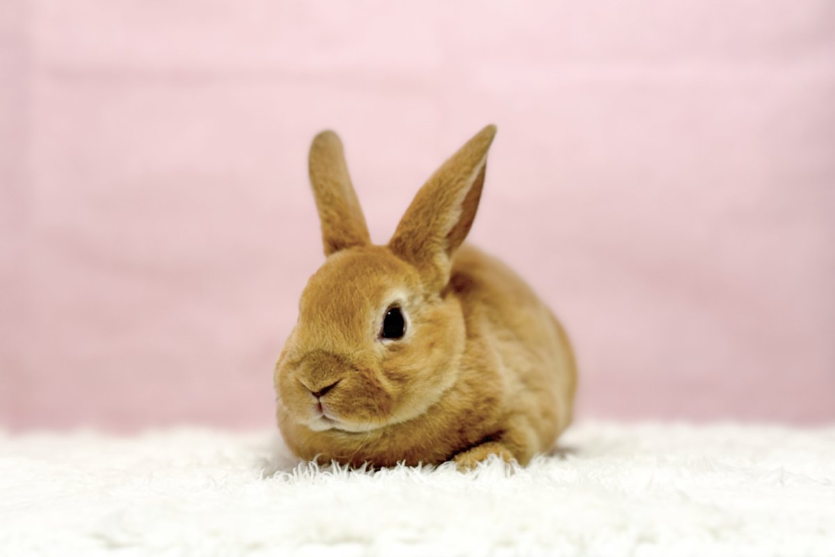 画像2: 【堺店】ミニレッキス　女の子　レッド　30000円(税込) (2)