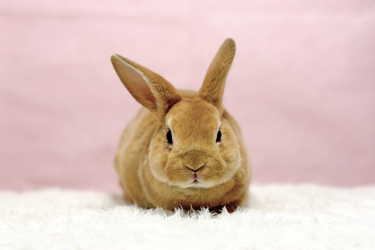 画像1: 【堺店】ミニレッキス　女の子　レッド　30000円(税込) (1)