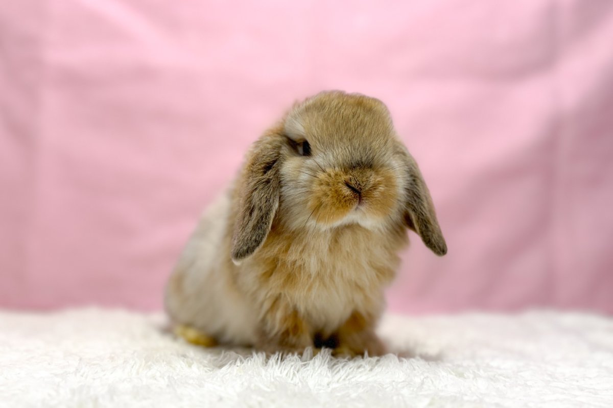 画像1: 【北大阪店】ホーランドロップ　男の子　オレンジ　30000円(税込) (1)