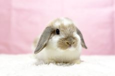 画像1: 【堺店】ホーランドロップ　男の子　ブロークンクリーム　40000円(税込) (1)